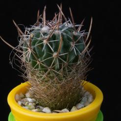 Stenocactus dicroacanthus