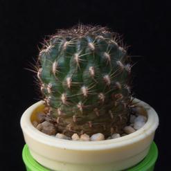 Sulcorebutia tiraquensis