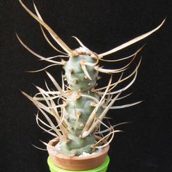 Tephrocactus articulatus v. papyracanthus