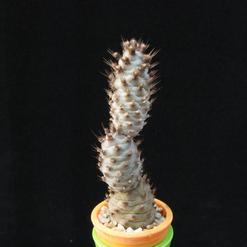 Tephrocactus inermis