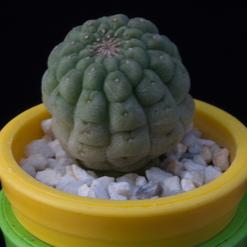 Trichocaulon cactiformis