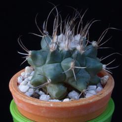 Turbinicarpus swobodae